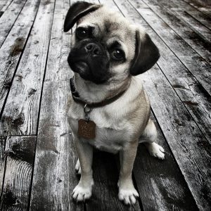 Cucciolo di Cane Carlino