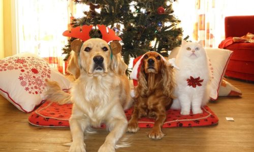 Cibi pericolosi per cani e gatti: il Cenone di Natale