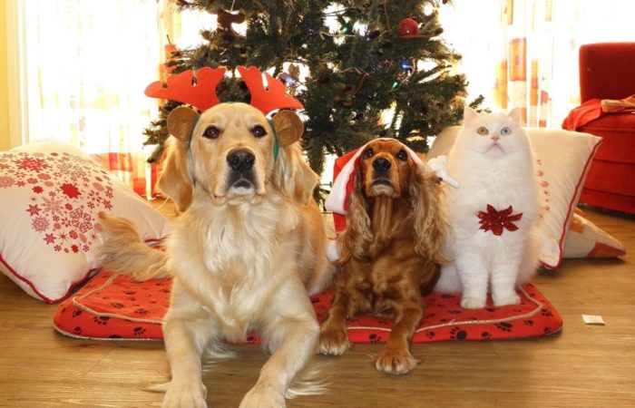Cibi pericolosi per cani e gatti: il Cenone di Natale