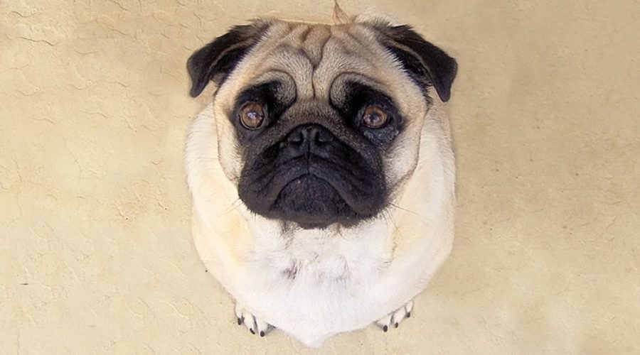CANE DEL MESE: IL CARLINO