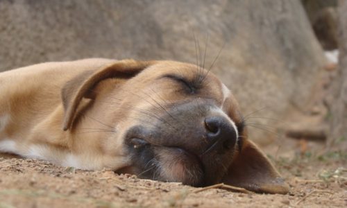 INAPPETENZA NEL CANE: IL CALDO