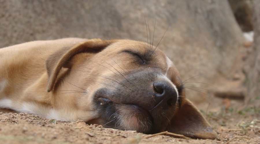 INAPPETENZA NEL CANE: IL CALDO