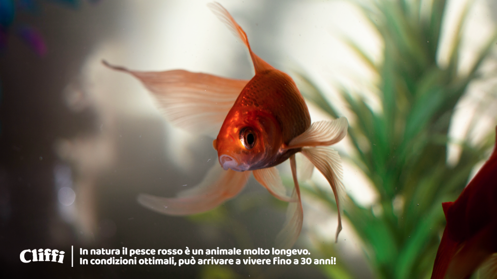 Perché non dovresti più tenere il tuo pesce rosso nella boccia di vetro