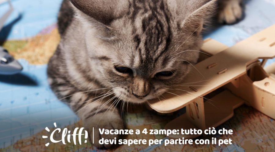 VACANZE A 4 ZAMPE <br> Tutto ciò che c’è da sapere per viaggiare con il tuo pet