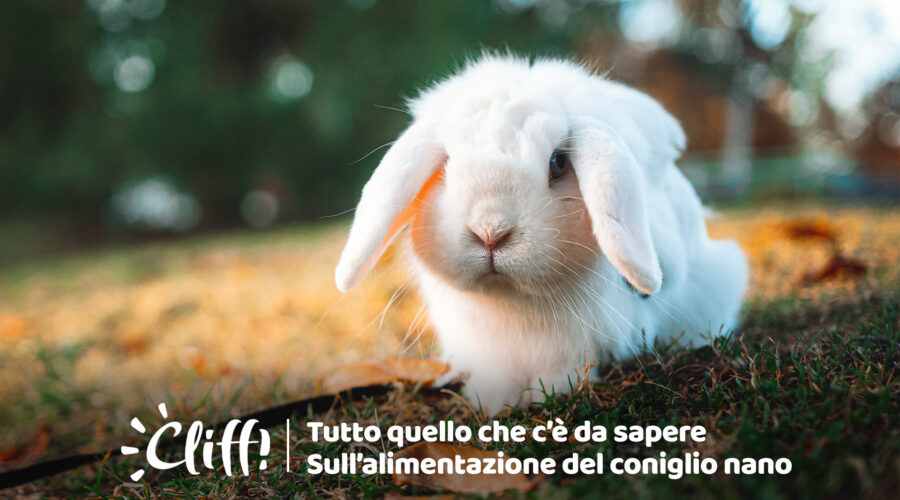 L’alimentazione del coniglio nano<br> Cosa mangia il coniglio nano e quali cibi è meglio evitare