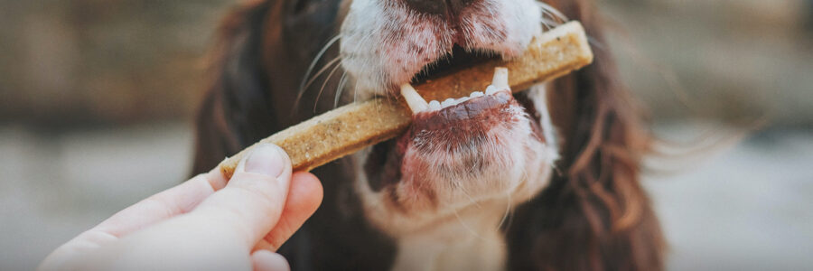 Come scegliere i migliori snack per cani