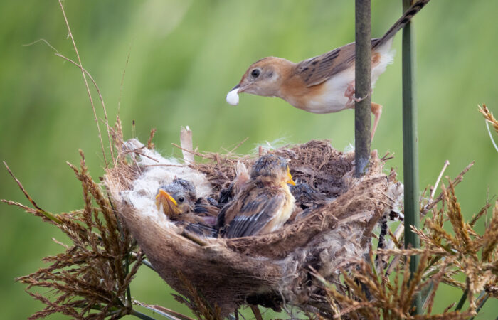 Cosa mangiano gli uccellini in natura