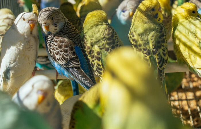 Cosa mangiano gli uccellini in cattività